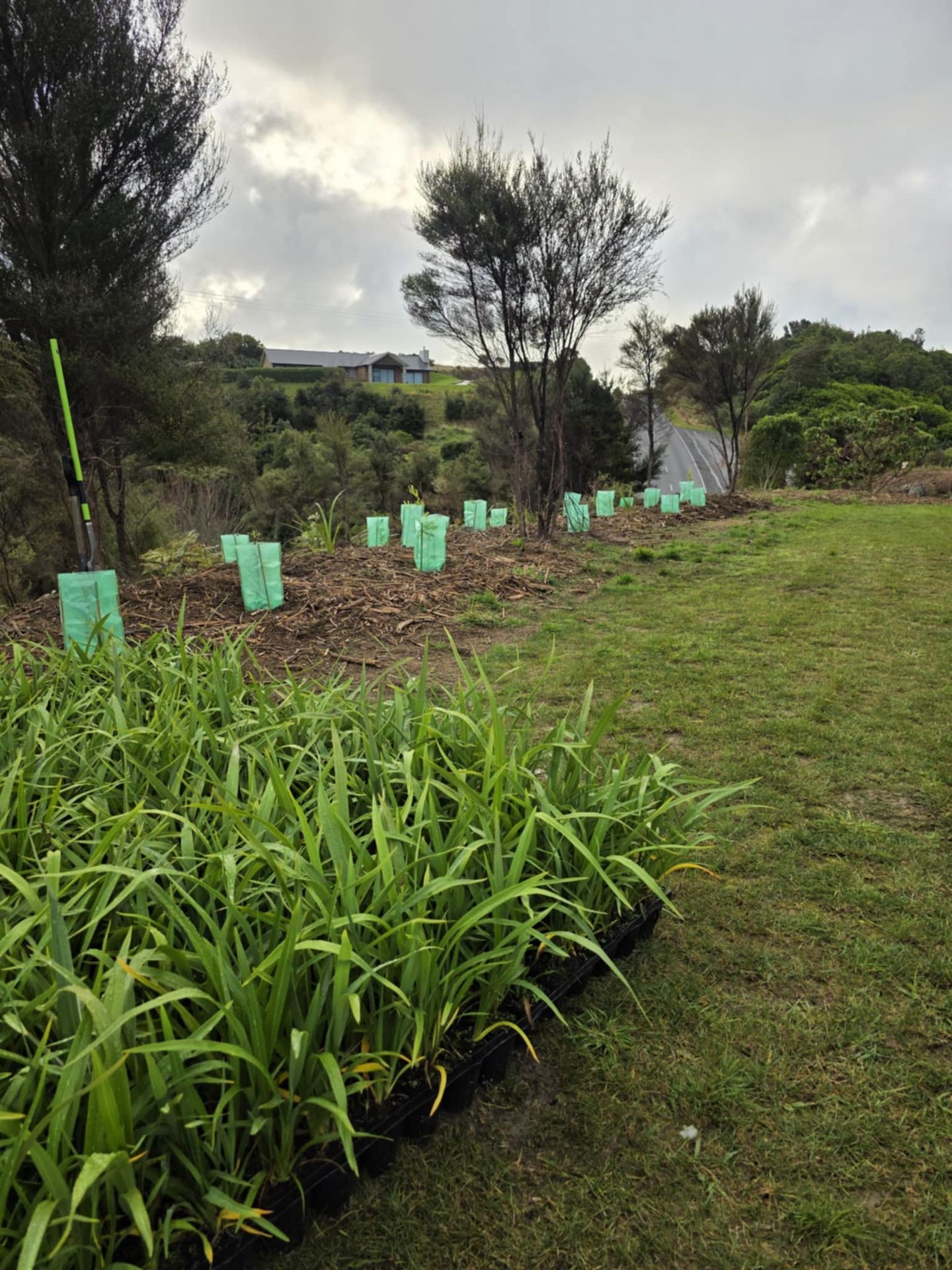 Native Planting Kapiti Coast