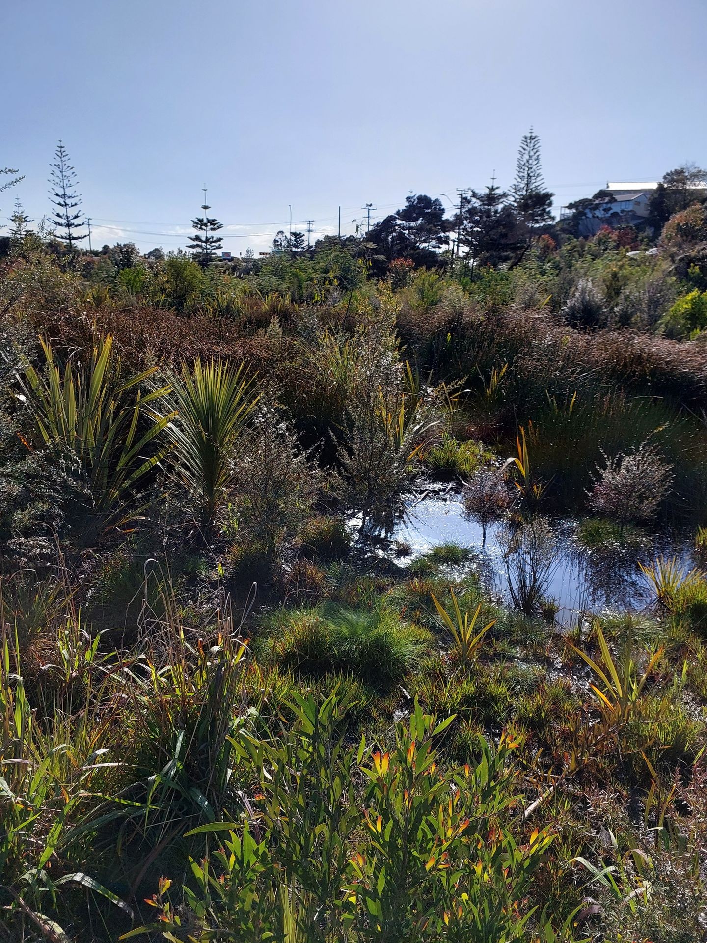 Lush wetland with diverse vegetation and a reflective pond under a clear blue sky.