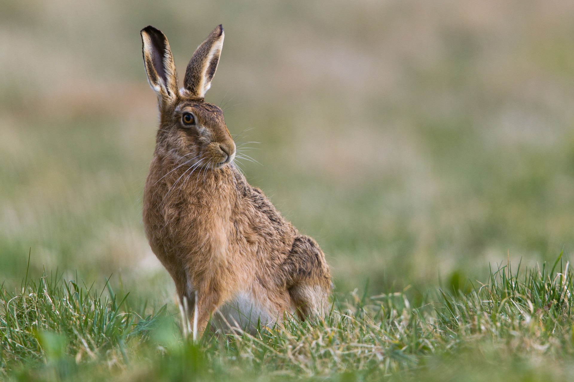 European Hare