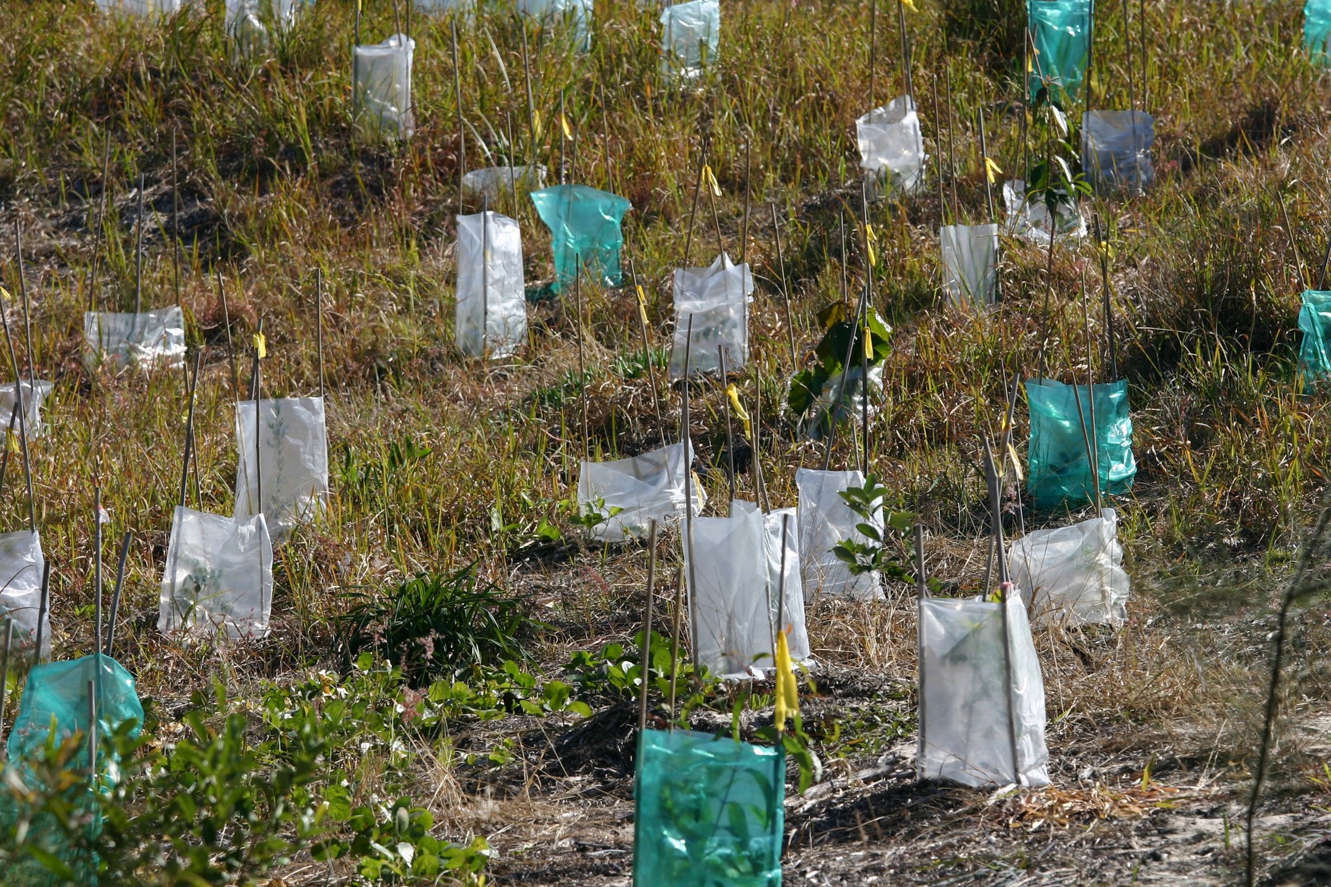 plastic tree planting protectors for dune stabilization