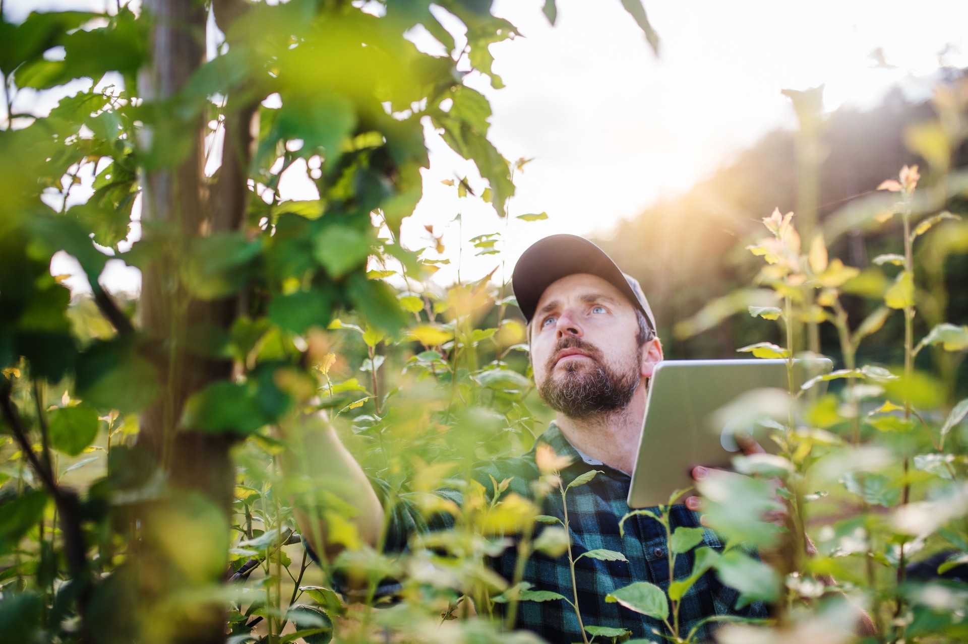 A mature farmer with tablet standing outdoors in orchard at sunset.