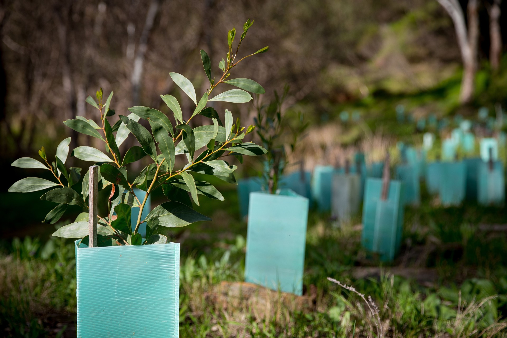 Revegetation in New Zealand.