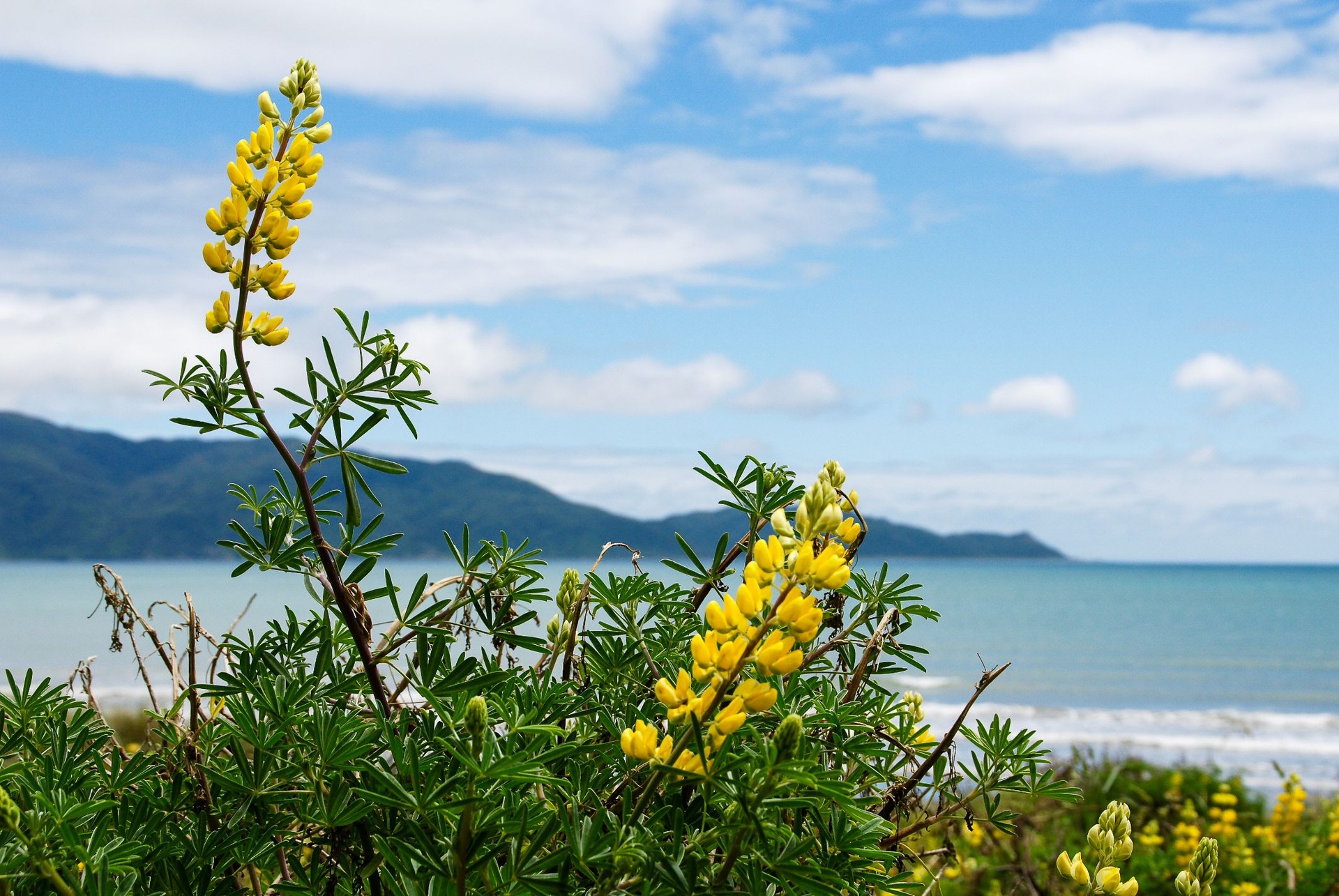 Flowers on Waikanae Beach