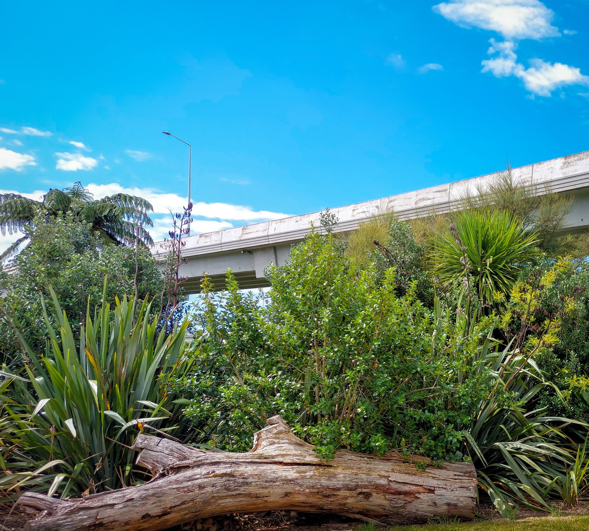 New Zealand native trees in public park Auckland with motorways in background