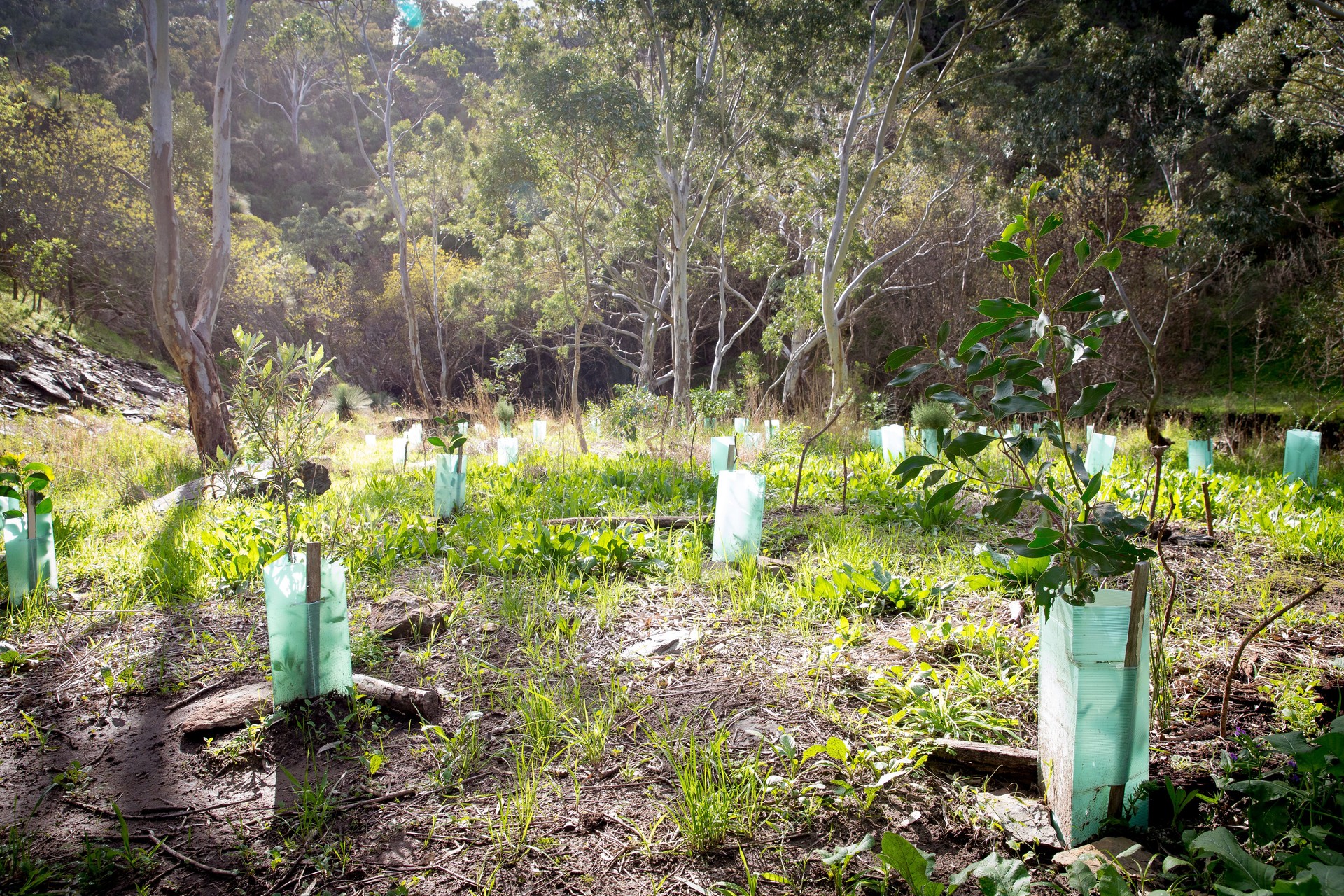 Revegetation in Australia.