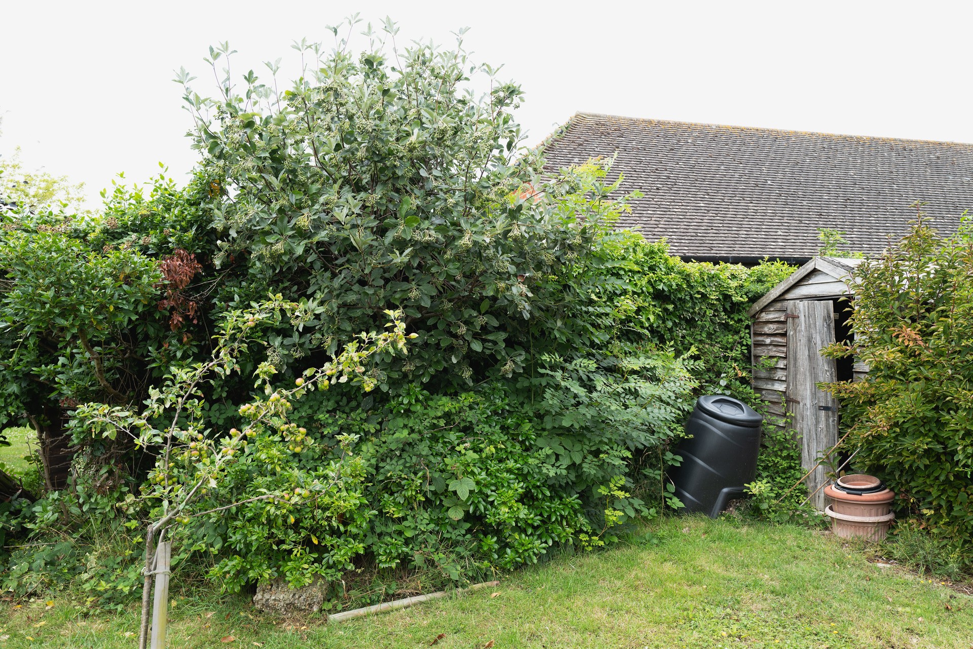 Overgrown garden or yard with a broken shed and fence.